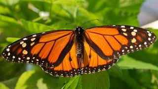 Easter – Reflection – Resurrection